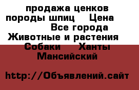продажа ценков породы шпиц  › Цена ­ 35 000 - Все города Животные и растения » Собаки   . Ханты-Мансийский